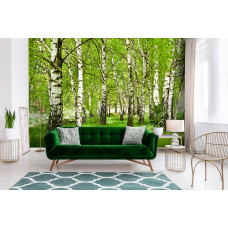 Een fotobehang met een lenteachtig berkenbos, speciaal ontworpen voor een woonkamer.