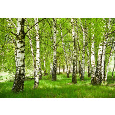 Berkenbos in de lente op dit fotobehang, met berkenbomen in volle bloei en een frisse groene uitstraling.