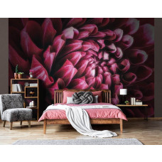 Een close-up van een rode, roze en paarse bloem op fotobehang, geschikt voor een woonkamer en slaapkamer.