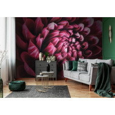 Een close-up van een rode, roze en paarse bloem op fotobehang in een moderne woonkamer.
