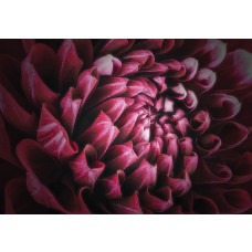 Close-up van een levendige bloem in rood, roze en paarse tinten, fotobehang dat kleur en levendigheid toevoegt.