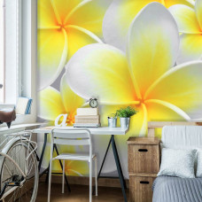 Een fotobehang met gele en witte bloemen die de natuurlijke pracht van de natuur benadrukken, perfect voor een kantoor.