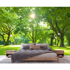 Een fotobehang met bomen in een zonnig parklandschap, ideaal voor een slaapkamer.