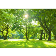 Bomen in een zonnig park met een kalme en vredige uitstraling op dit fotobehang, ideaal voor een ontspannen sfeer.