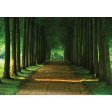 Fotobehang van een bomenpad met tunnel, 3D-effect, en bosrijke omgeving.