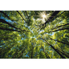 Fotobehang van boomtoppen in de zon, met een weids uitzicht op de natuur.
