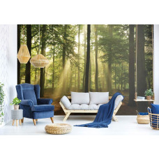 Een fotobehang van een bos bij zonsopgang en zonnestralen in de woonkamer.