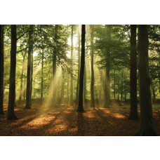 Fotobehang van een bos bij zonsopgang, waarbij de zonnestralen door de bomen breken en de omgeving verlichten.