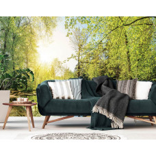Een fotobehang met een rustgevend boslandschap en zonlicht, perfect voor de huiskamer.