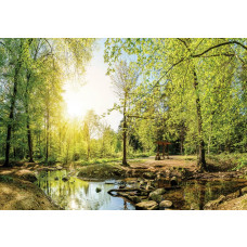 Fotobehang van een bosrijke omgeving met bomen en zonlicht dat door het bladerdak schijnt.