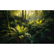 Bos dromen fotobehang met bomen in een sprookjesachtig landschap.