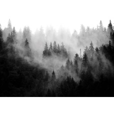 Fotobehang van een mistig boslandschap met bomen en natuurelementen.
