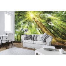 Een fotobehang van een zonnig bos met bomen en natuur, dat rust uitstraalt.