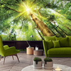 Een fotobehang van een bos in het daglicht met zonnestralen door de bomen, ideaal voor een huiskamer.