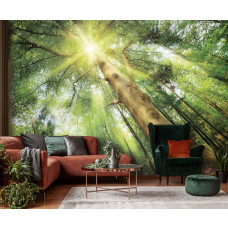 Een fotobehang van een groen bos met zonlicht tussen de bomen, perfect voor een ontspannen woonkamer.
