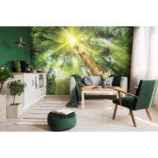 Een fotobehang met zonlicht dat door de bomen schijnt in een bosrijk landschap.