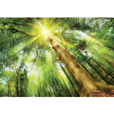 Fotobehang van een bos in het daglicht, met bomen en zonnestralen die de natuur tot leven brengen.