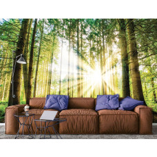 Een fotobehang met een serene bosomgeving tijdens zonsondergang, verlicht door zacht daglicht, geplaatst in een woonkamer.