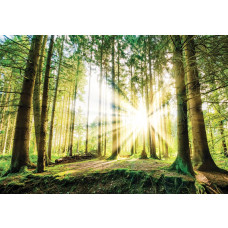 Zonsondergang in het bos, fotobehang met bomen en een groene natuurweergave voor een serene sfeer.
