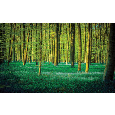 Fotobehang van een bos met groene bomen, natuur en rust.
