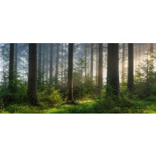Fotobehang met stralend ochtendlicht dat door een groen bos tussen de hoge bomen schijnt.