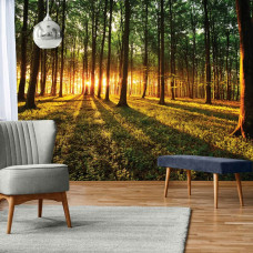 Een fotobehang van een bos met zonlicht bij zonsondergang en zonsopkomst voor de huiskamer.