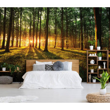 Een fotobehang van een bos met zonlicht bij zonsondergang en zonsopkomst voor de slaapkamer.