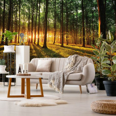 Een fotobehang van een bos met zonlicht bij zonsondergang en zonsopkomst voor de woonkamer.