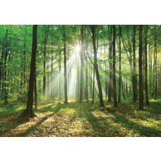 Fotobehang van een boslandschap met zonnestralen die door de bomen schijnen tijdens zonsopkomst.