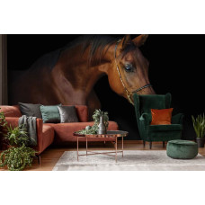 Een fotobehang met een bruin paard tegen een zwarte achtergrond in vliesbehangstijl.
