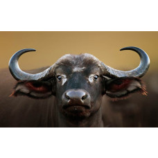 Buffelkop op fotobehang, natuurgetrouw en imposant.