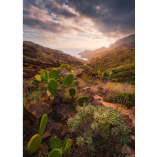 Cactussen landschap fotobehang, met een woestijnachtige omgeving vol cactussen.