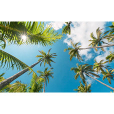 Coconut Heaven palmbomen met een uitzicht op de natuur.