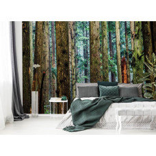 Een fotobehang van een dennenbos met hoge bomen en natuurlijke omgeving te zien in de slaapkamer.