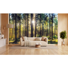 Fotobehang van een zonnig dennenbos in een sfeervolle woonkamer met veel natuurlijk licht.