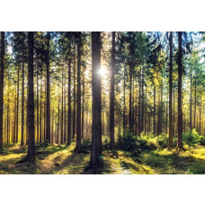 Fotobehang met zonnestralen die tussen hoge bomen in een rustig dennenbos schijnen.
