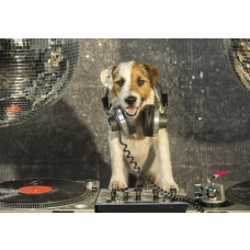 Fotobehang met een DJ-hond in een discotheek, uitbundige kleuren en grappige details.