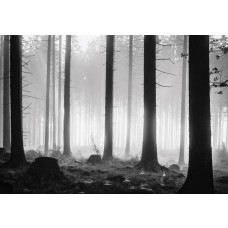 Fotobehang van een duister bos met mistige avond en bomen.