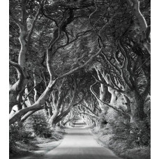 Dark Hedges landschap fotobehang, met een mysterieuze rij bomen, perfect voor een avontuurlijke kamer.