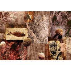 Fotobehang van prehistorische fossielen en schelpen, met een gedetailleerde weergave van oude zeedieren.