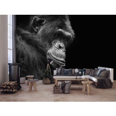 Een fotobehang met een gorilla in de jungle voor de woonkamer en huiskamer.