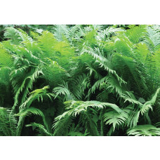 Groene varens in de jungle, natuur en planten fotobehang voor een weelderige groene sfeer.