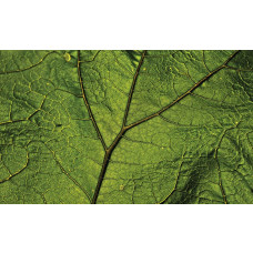 Groen blad fotobehang met natuurlijke accenten voor een frisse sfeer.