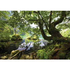 Groen boslandschap, weergegeven op een fotobehang met bomen en een rustgevende uitstraling.