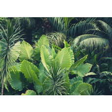 Groene bladeren en jungleplanten domineren dit fotobehang, met een weelderige en natuurlijke uitstraling.