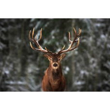 Fotobehang van een groot hert met een indrukwekkend gewei, dat in een bos staat omgeven door bomen.