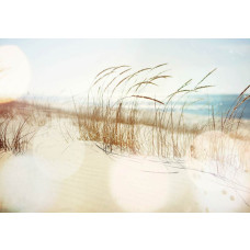 Helmgras langs de kust en duinen op dit strandfotobehang, met een rustgevende zee in de verte.