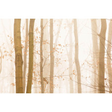 Fotobehang van een herfstbos in de mist, waarin bomen hun kleurrijke bladeren tonen en de mist het bos bedekt.