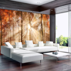 Een fotobehang van een herfstbos met zonnestralen door de bomen in de huiskamer.