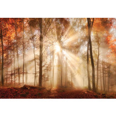 Zonnestralen die door een dicht herfstbos schijnen, vastgelegd op fotobehang.